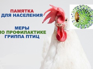 ПАМЯТКА О МЕРАХ ПО ПРОФИЛАКТИКЕ ГРИППА ПТИЦ ДЛЯ НАСЕЛЕНИЯ, ИМЕЮЩЕГО В ЛИЧНЫХ ПОДВОРЬЯХ ДОМАШНЮЮ ПТИЦУ. ПАМЯТКА О МЕРАХ ПО ПРОФИЛАКТИКЕ ГРИППА ПТИЦ ДЛЯ НАСЕЛЕНИЯ, ИМЕЮЩЕГО В ЛИЧНЫХ ПОДВОРЬЯХ ДОМАШНЮЮ ПТИЦУ.