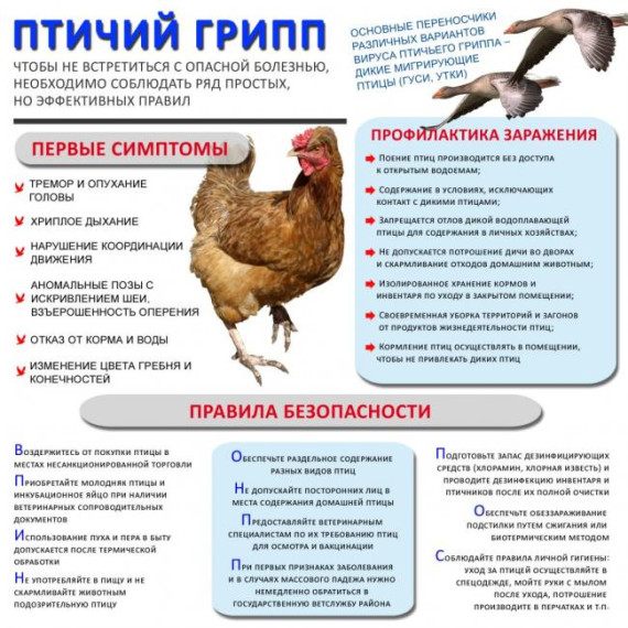 Уважаемые жители Маломаяченского сельского поселения, Прохоровского района ! В связи с предупреждением распространения птичьего гриппа на территории Белгородской области, просим Вас ознакомиться с мерами по профилактике гриппа птиц.. Уважаемые жители Маломаяченского сельского поселения, Прохоровского района ! В связи с предупреждением распространения птичьего гриппа на территории Белгородской области, просим Вас ознакомиться с мерами по профилактике гриппа птиц..